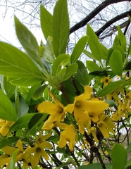 Forsythia viridissima