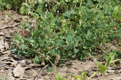 Chenopodium trigonon stellulatum