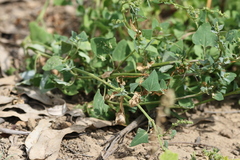 Chenopodium trigonon stellulatum