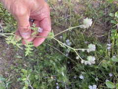 Phacelia cicutaria hispida