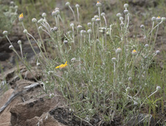 Eriophyllum lanatum achilleoides