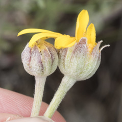 Eriophyllum lanatum achilleoides