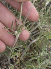 Eriophyllum lanatum achilleoides