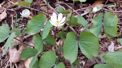Jeffersonia diphylla