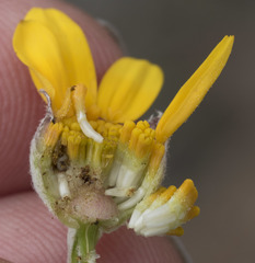 Eriophyllum lanatum achilleoides