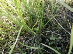 Carex flaviformis