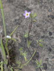 Leptosiphon bolanderi
