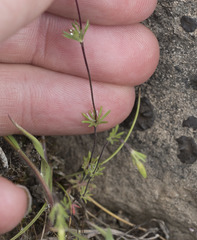 Leptosiphon bolanderi