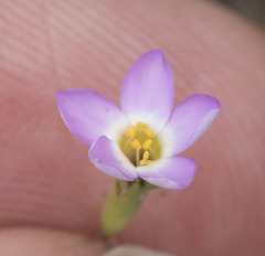 Leptosiphon bolanderi