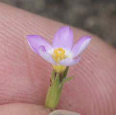 Leptosiphon bolanderi