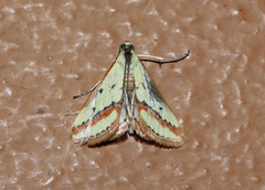 Epascestria euprepialis
