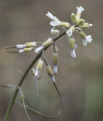 Boechera pauciflora