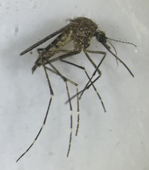 Aedes theobaldi
