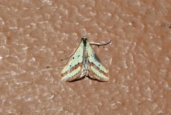 Epascestria euprepialis