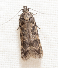 Chionodes thoraceochrella
