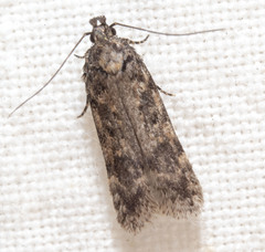 Chionodes thoraceochrella