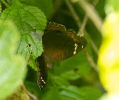 Junonia timorensis