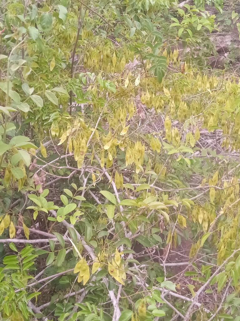 Dalbergia bracteolata in March 2022 by vononarbgkew · iNaturalist