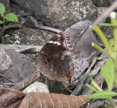 Junonia timorensis