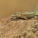 Oertzen's Rock Lizard - Photo (c) Paul Cools, some rights reserved (CC BY-NC), uploaded by Paul Cools