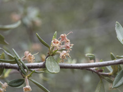 Cercocarpus ledifolius intermontanus