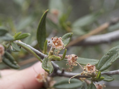 Cercocarpus ledifolius intermontanus