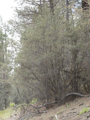 Cercocarpus ledifolius intermontanus