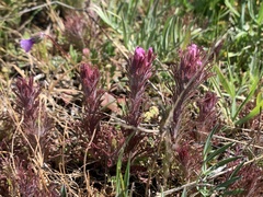 Castilleja exserta