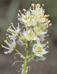 Toxicoscordion paniculatum