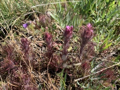 Castilleja exserta