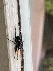 Nyssus