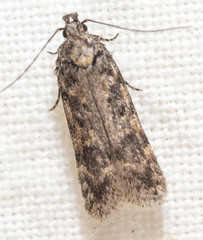 Chionodes thoraceochrella