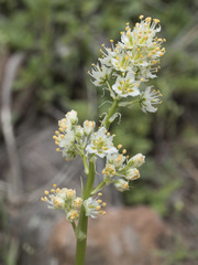 Toxicoscordion paniculatum