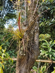 Tillandsia tricolor