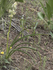 Toxicoscordion paniculatum