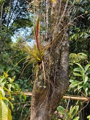 Tillandsia tricolor
