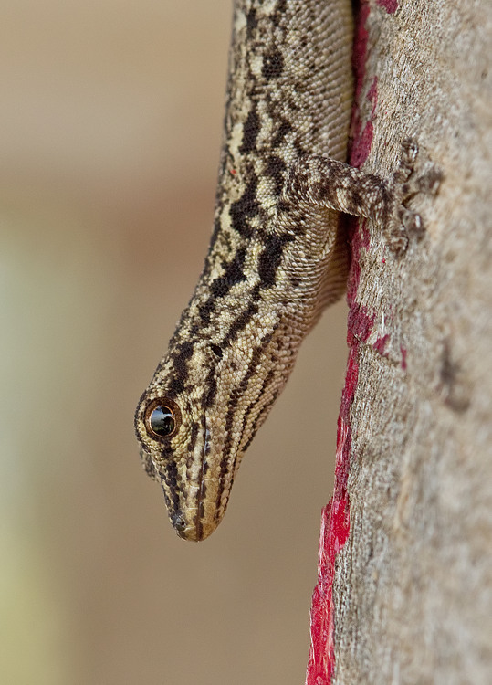 Chevron-Throated Dwarf Gecko