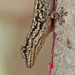Lygodactylus gutturalis - Photo (c) Paul Cools, algunos derechos reservados (CC BY-NC), subido por Paul Cools