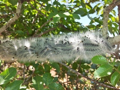 Thaumetopoea solitaria