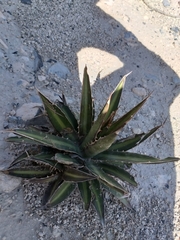 Agave univittata