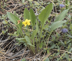 Viola praemorsa linguifolia