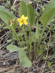 Viola praemorsa linguifolia