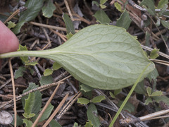 Viola praemorsa linguifolia