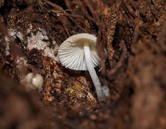Entoloma albidosimulans