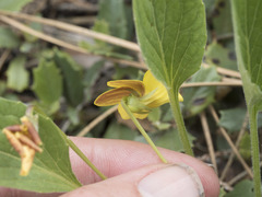 Viola praemorsa linguifolia