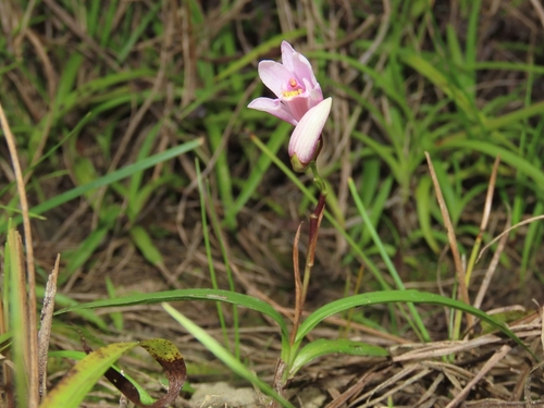 Image of Bletilla formosana by (c) chiuluan, some rights reserved (CC BY)