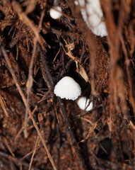 Entoloma albidosimulans