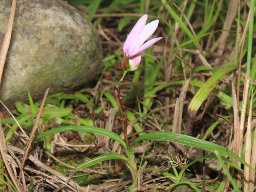 Image of Bletilla formosana by (c) chiuluan, some rights reserved (CC BY)