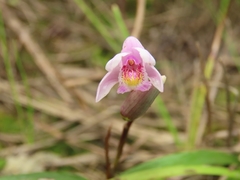 Bletilla formosana