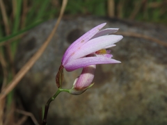 Bletilla formosana